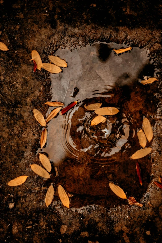 a puddle of water with leaves floating in it, an album cover, inspired by Andy Goldsworthy, unsplash contest winner, dried petals, brown, liquid light, 2019 trending photo