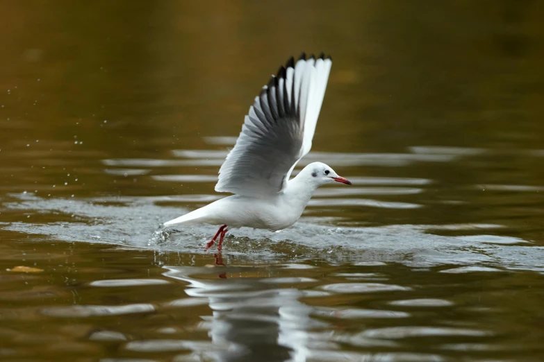a seagull taking off from the water, by Andries Stock, pexels contest winner, arabesque, thin antennae, 15081959 21121991 01012000 4k, high resolution, albino