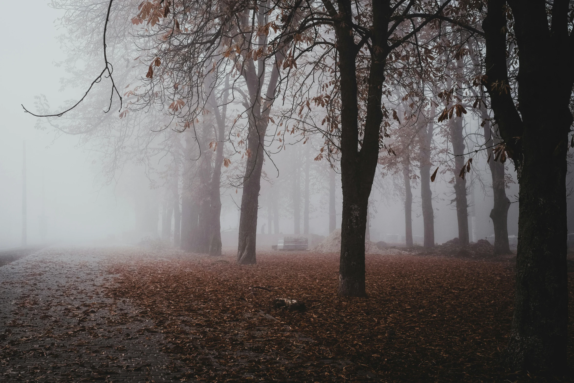 a foggy park with trees and leaves on the ground, inspired by Elsa Bleda, pexels contest winner, romanticism, grey, brown, terrified, ground - level medium shot