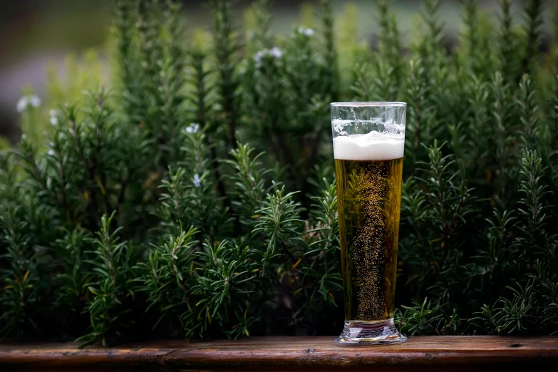 a glass of beer sitting on top of a wooden table, by Tuvia Beeri, unsplash, bushes in the background, 1 6 x 1 6, 15081959 21121991 01012000 4k, green and white