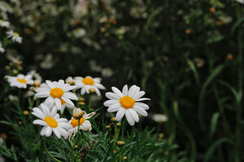 a bunch of white flowers with yellow centers, pexels contest winner, sitting in the garden, instagram post, low depth field, daysies