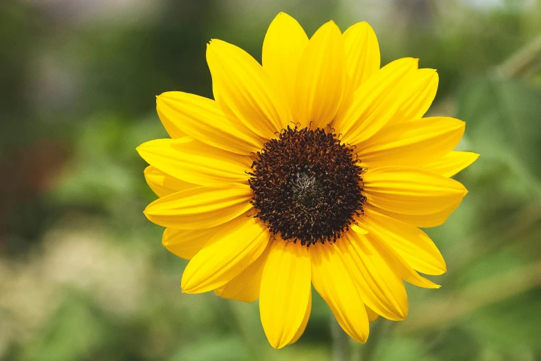a close up of a sunflower with a blurry background, unsplash, modeled, a high angle shot, no cropping, various posed