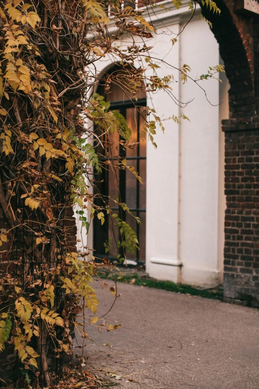 a red fire hydrant sitting on the side of a road, a photo, inspired by Albert Paris Gütersloh, visual art, archways made of lush greenery, dark brown white green colours, door to lab, autumnal