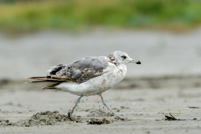 a small bird standing on top of a sandy beach, pouncing, grey, older male, white