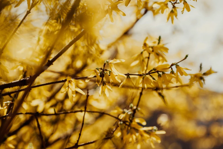 a close up of a tree with yellow flowers, by Lee Loughridge, unsplash, shiny gold, shot on sony a 7, warm coloured, brown