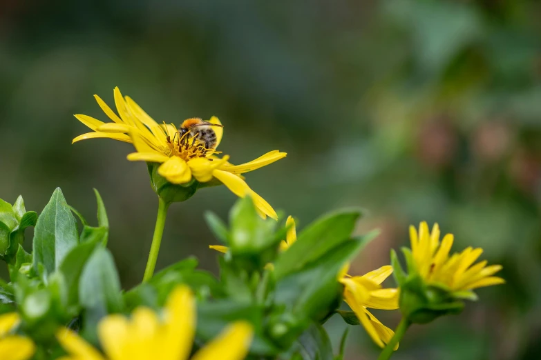 a bee sitting on top of a yellow flower, by John Gibson, fan favorite, color ( sony a 7 r iv, hd wallpaper, honeysuckle