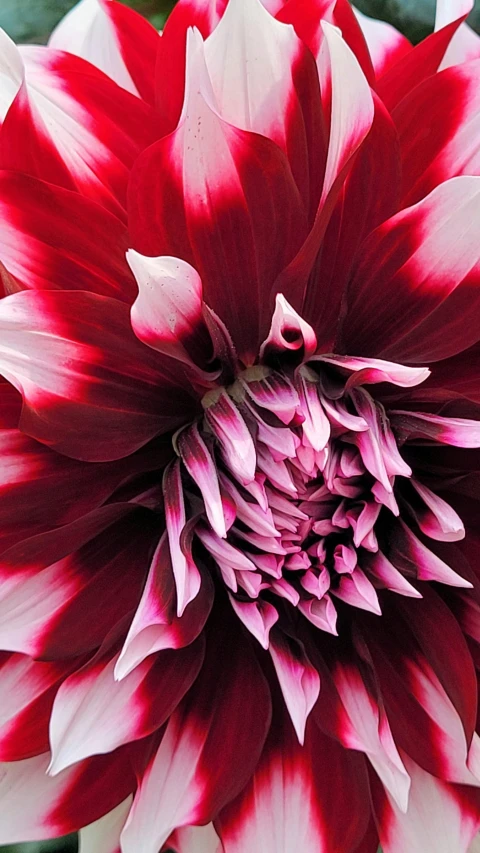 a close up of a red and white flower, magenta colours, deep crimson and dark shadows, 'groovy', dahlias