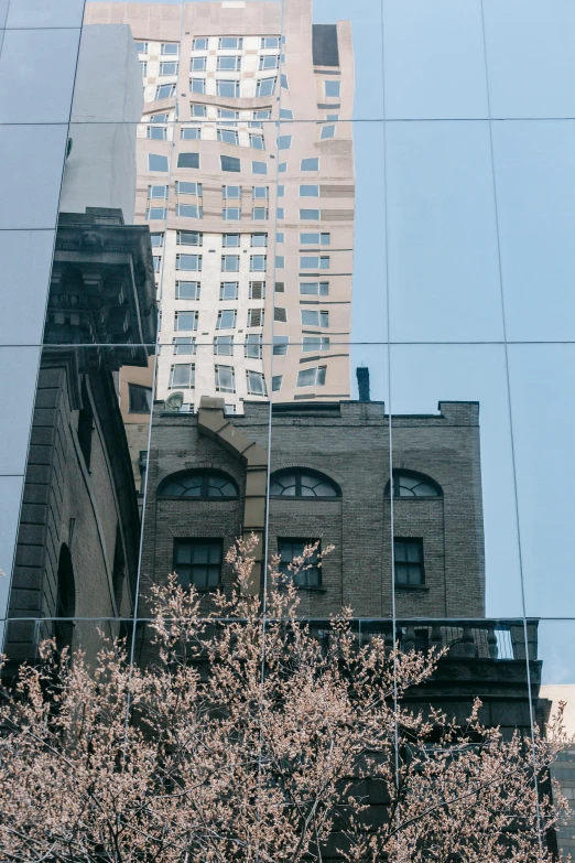 a tree that is in front of a building, inspired by Vivian Maier, unsplash contest winner, mirror and glass surfaces, gorgeous buildings, during spring, ignant