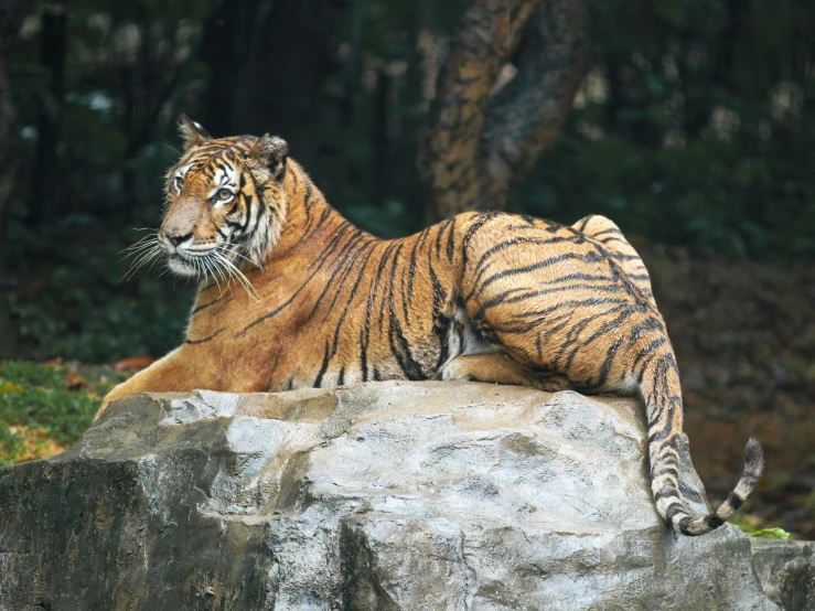 a tiger laying on top of a large rock, pexels contest winner, full body profile, manuka, ((tiger))