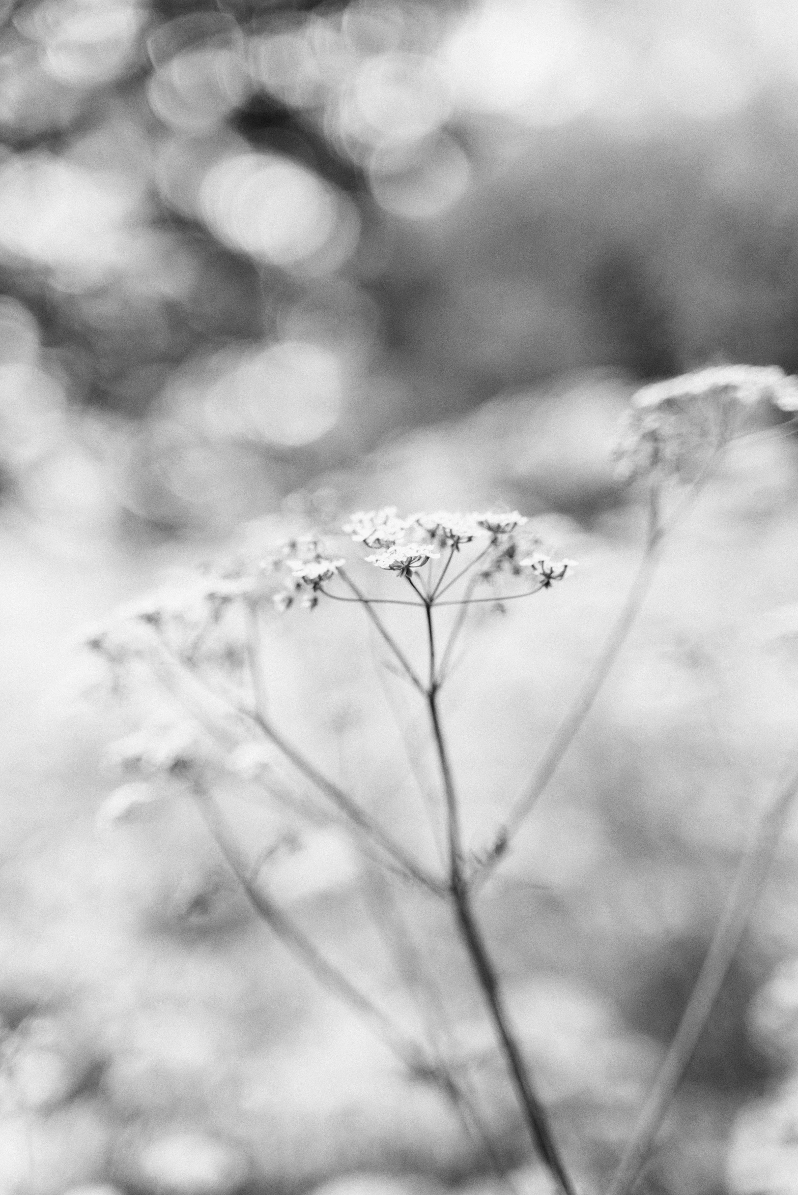 a black and white photo of some flowers, by Ai-Mitsu, dreamy soft, bokeh in the background only, withered, plants