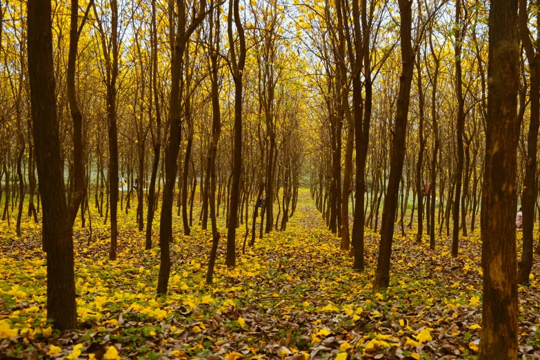 a forest filled with lots of trees covered in yellow leaves, by Jacob Kainen, land art, ((trees)), green alley, adim kashin, f/5.6