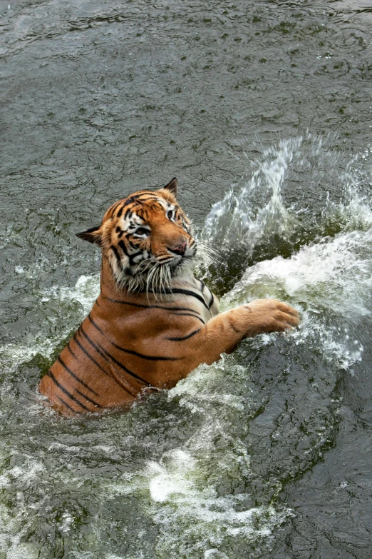 a tiger swimming in a body of water, filled with water