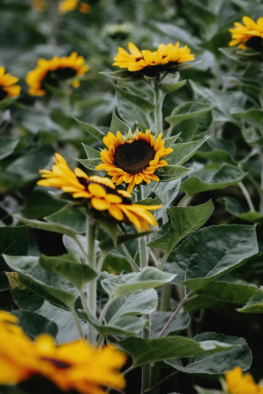 a field of sunflowers with green leaves, a photo, trending on unsplash, silver, low detailed, gray, single