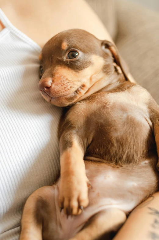 a close up of a person holding a small dog, laying back on a pillow, pits, brown, aggressive look