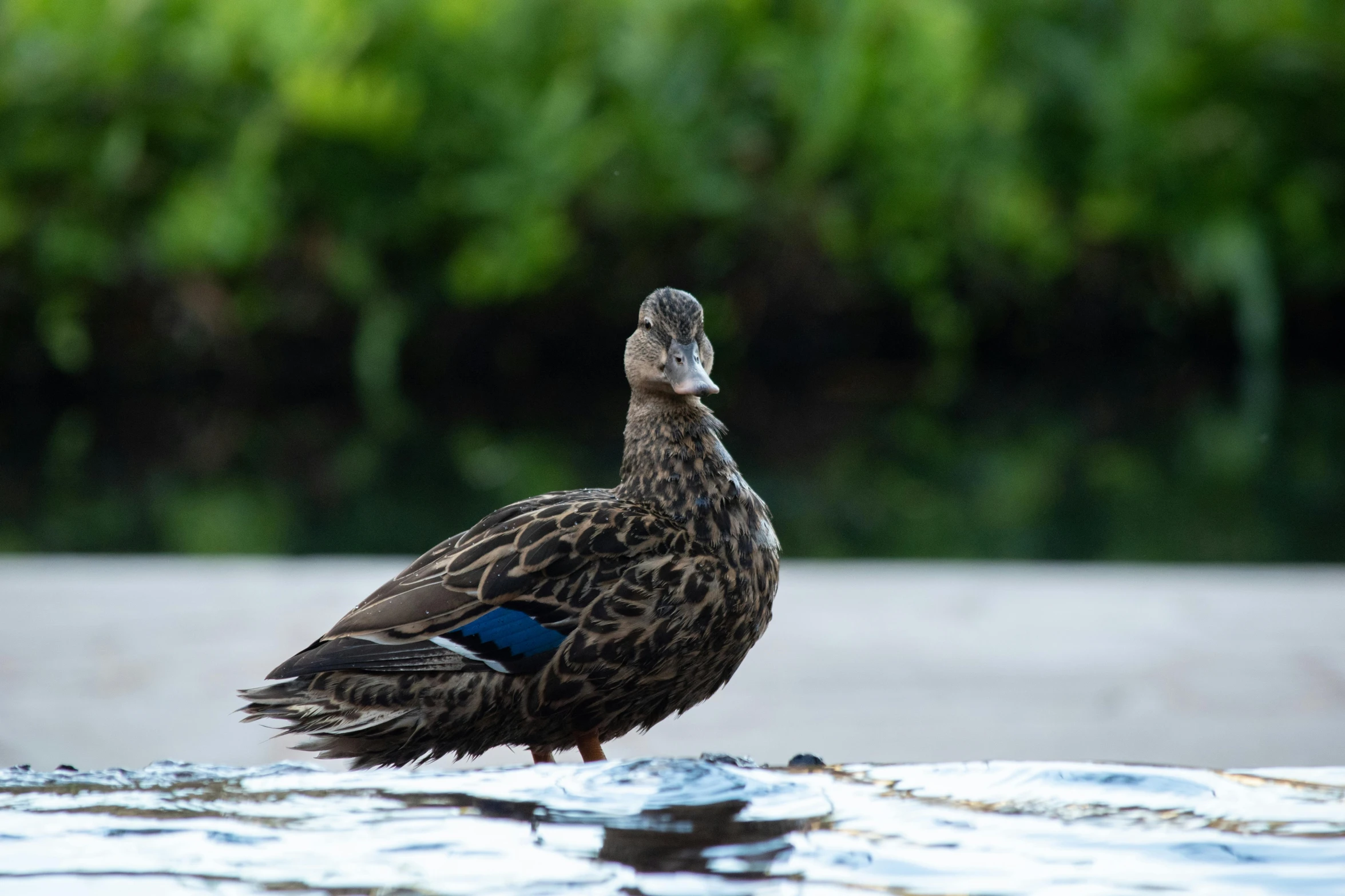 a duck that is standing in the water, on a riverbank, sitting down, taken with sony alpha 9, full frame image