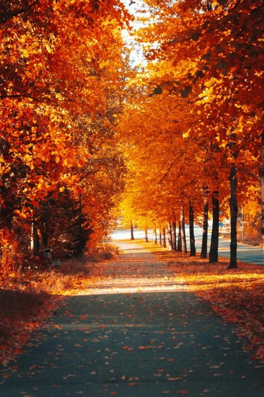 a road lined with lots of trees covered in orange leaves, pexels contest winner, fan favorite, v ray, sidewalk, gold