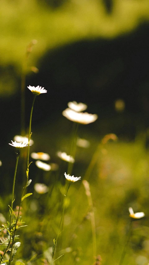 a bunch of white flowers sitting on top of a lush green field, by Peter Churcher, unsplash, back lit, thin dof, dimly - lit, chamomile