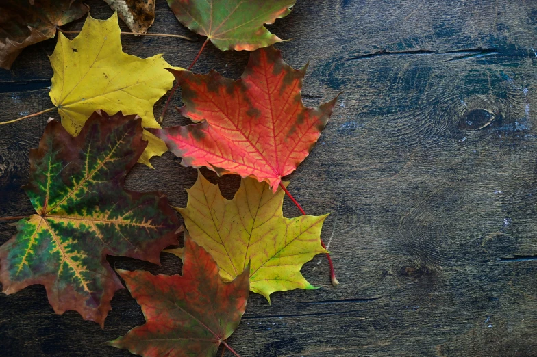 a group of leaves laying on top of a wooden floor, pexels contest winner, festive colors, thumbnail, maple syrup, black