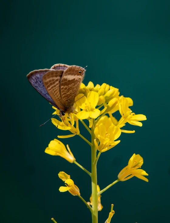 a butterfly sitting on top of a yellow flower, with a blue background, muted brown, trending on 5 0 0 px, low quality photo