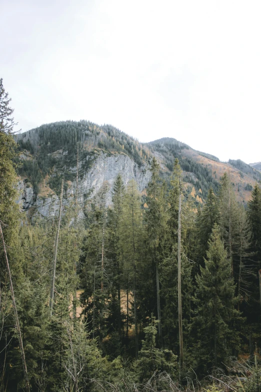 a forest filled with lots of trees next to a mountain, cliff, zenithal view, a 35mm photo, high quality image