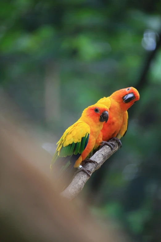 a colorful bird sitting on top of a tree branch, close together, in the jungle, orange fluffy belly, paul barson