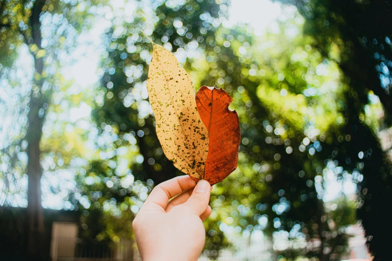 a person holding a leaf in their hand, by Julia Pishtar, beautiful weather, background image, thumbnail, both bright and earth colors