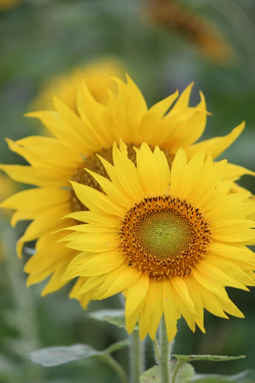 a close up of two sunflowers in a field, slide show