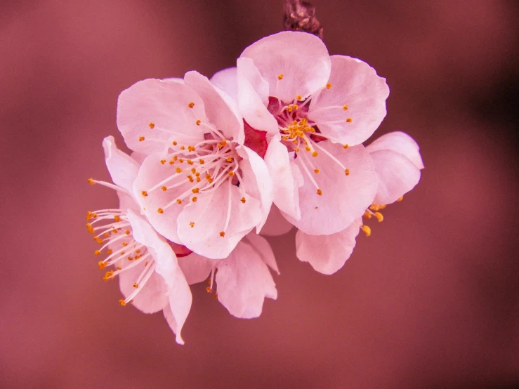 a close up of a flower on a branch, trending on pexels, lush sakura, paul barson, warm coloured, album