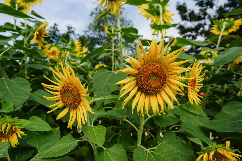 a field of sunflowers with a blue sky in the background, by Carey Morris, in a cottagecore flower garden, subtropical flowers and plants, ready to eat, grey