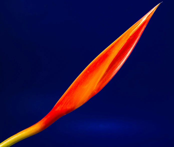 a close up of a flower on a blue background, an album cover, by Jan Rustem, pexels, red and orange glow, spear, exotic flora, vanilla