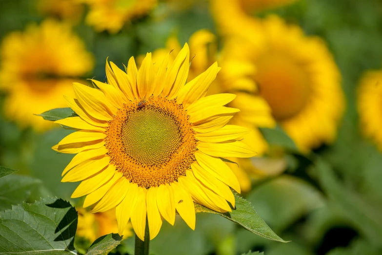 a field of yellow sunflowers with green leaves, slide show, fan favorite, award - winning, grey