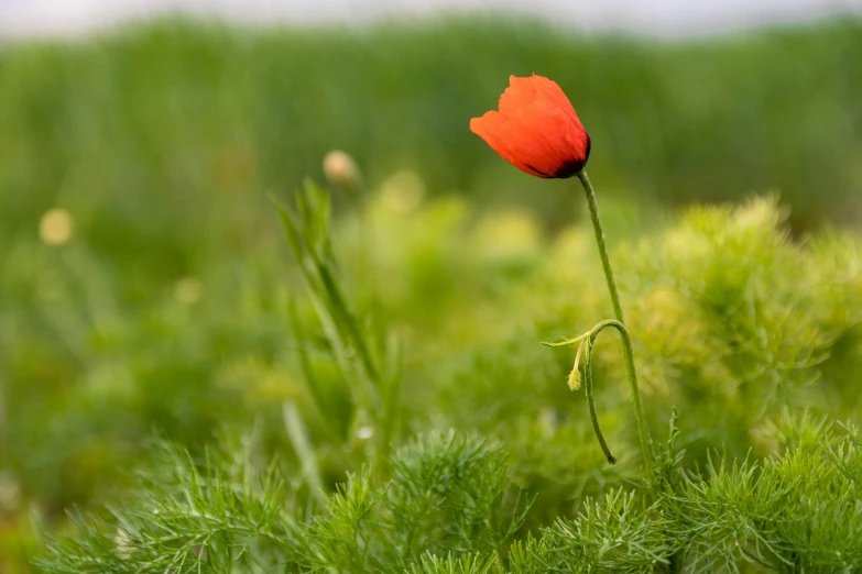 a red flower sitting on top of a lush green field, by Eglon van der Neer, unsplash, renaissance, anemone, orange grass, remembrance, high resolution photo