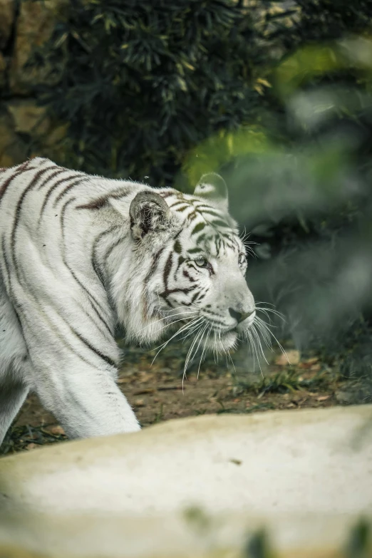 a white tiger walking across a lush green field, pexels contest winner, concentrated look, in the zoo exhibit, an all white human, paul barson