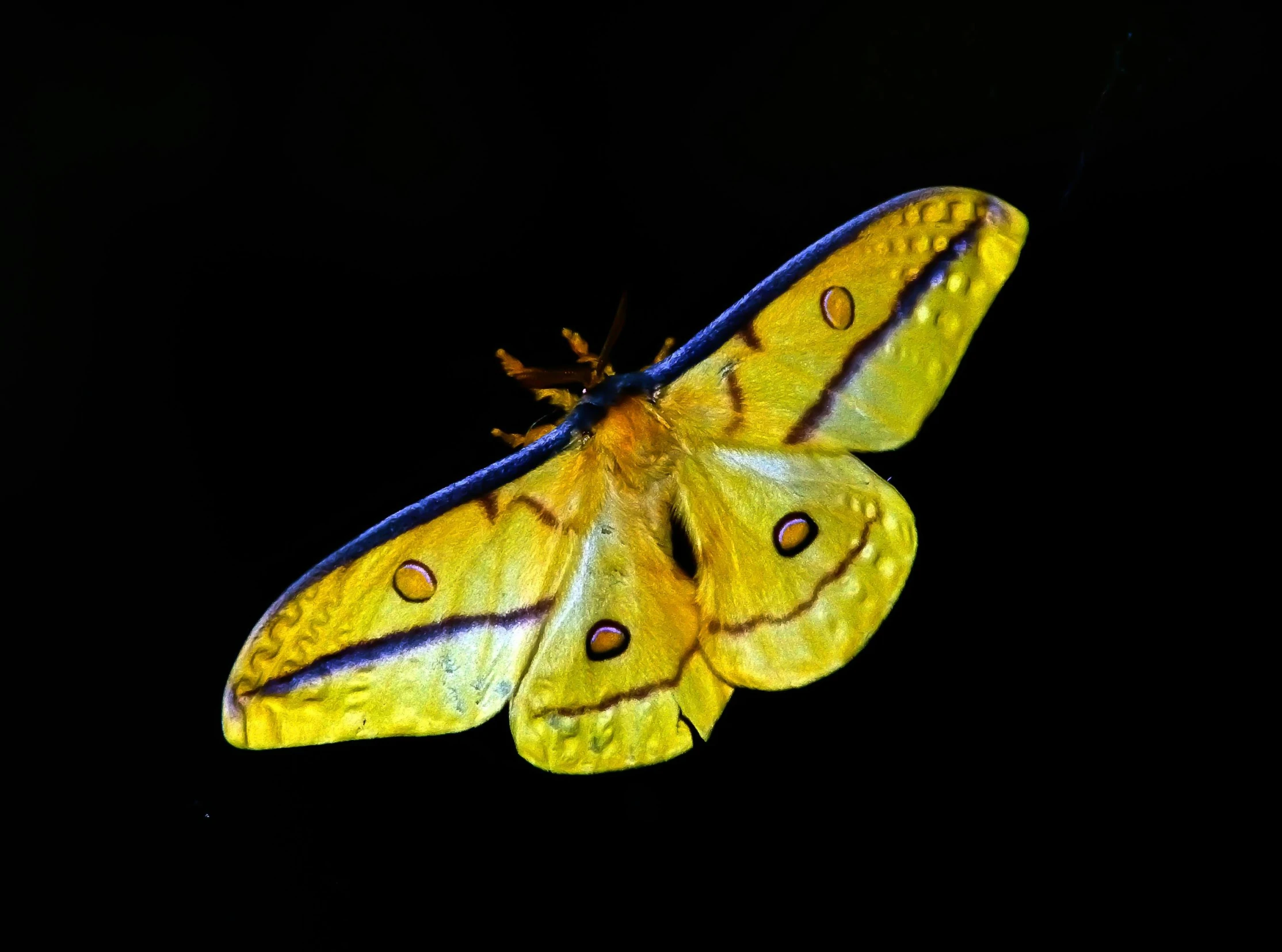 a close up of a moth on a black background, by Jan Rustem, with a bright yellow aureola, avatar image, museum quality photo, square