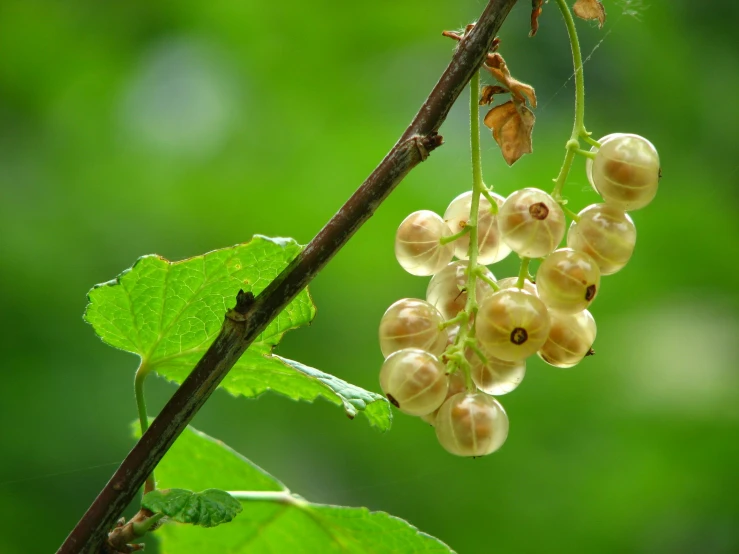 a bunch of white berries hanging from a tree branch, a digital rendering, unsplash, hurufiyya, pur champagne damery, tropical fruit, thumbnail, birch