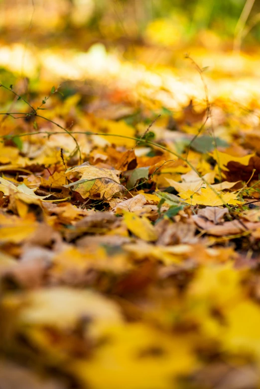 a red fire hydrant sitting on top of a pile of leaves, a picture, by Andries Stock, pexels, yellow carpeted, zoomed in shots, autum, an intricate