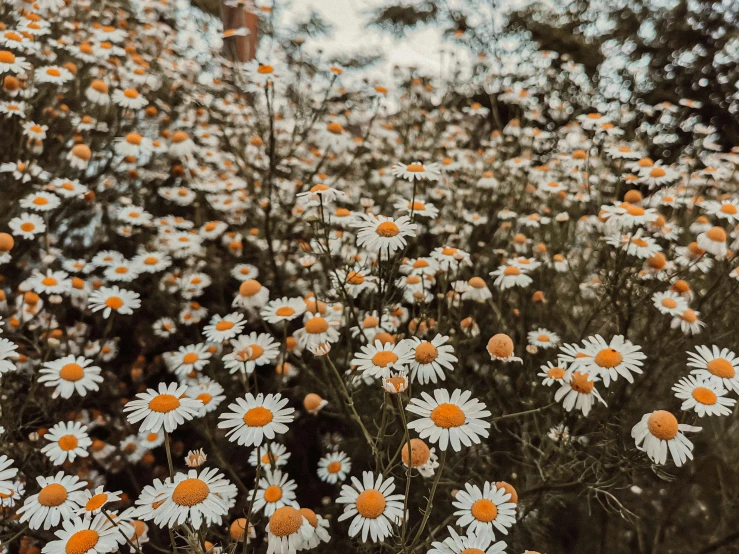 a field of white and orange flowers with trees in the background, by Carey Morris, pexels contest winner, aestheticism, chamomile, 🤬 🤮 💕 🎀, vintage aesthetic, background image
