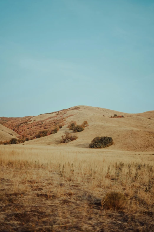 a field of dry grass with hills in the background, trending on unsplash, land art, vsco film grain, hill with trees, canyons, bay area
