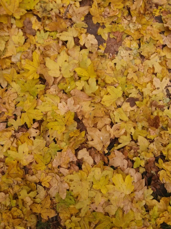 a red fire hydrant sitting on top of a pile of leaves, unsplash, hurufiyya, gradient yellow, seen from above, ignant, oak leaves!!