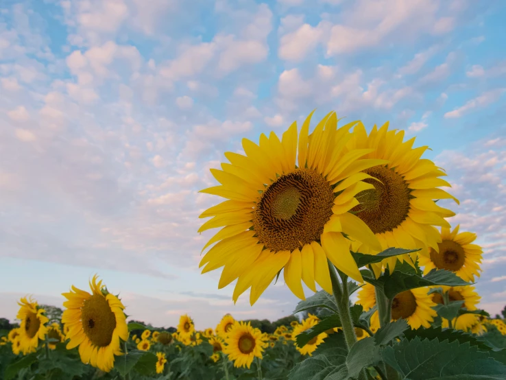 a field of sunflowers under a cloudy sky, a picture, pexels contest winner, aesthetic clouds in the sky, instagram post, pearly sky, twice