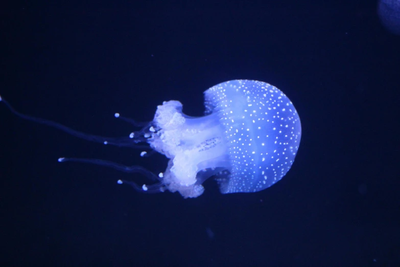 a jellyfish that is floating in the water, a hologram, by Joe Bowler, unsplash, soft blue lighting, 🦩🪐🐞👩🏻🦳, made of glowing wax, with a whitish