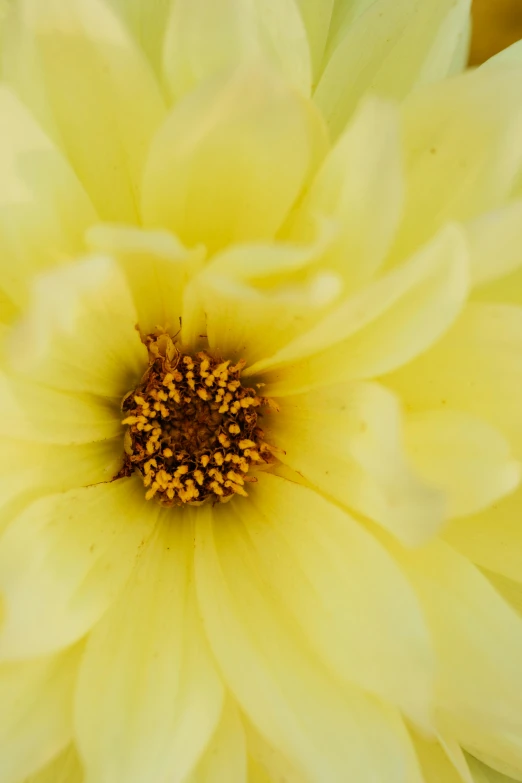 a close up of a yellow flower in a vase, a macro photograph, by David Simpson, giant dahlia flower crown head, light yellow, high angle close up shot, rectangle