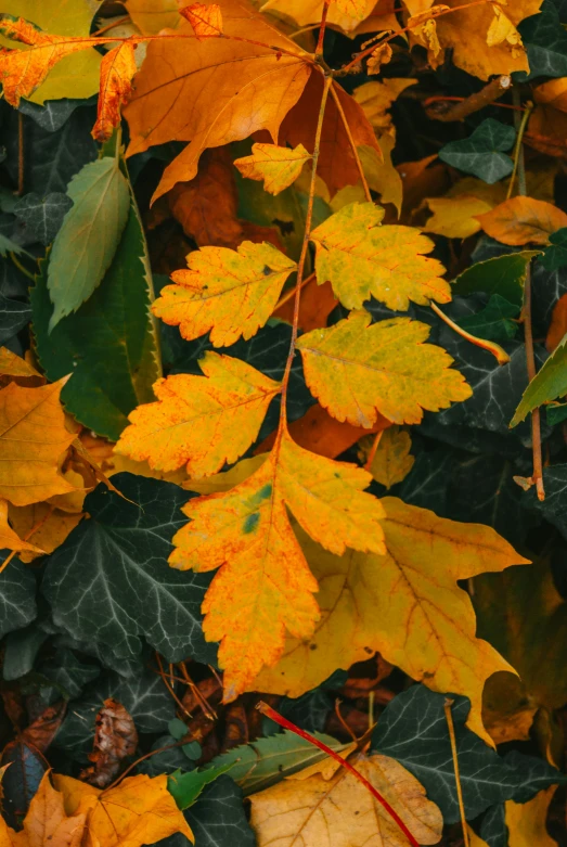 a bunch of leaves that are on the ground, trending on pexels, baroque, yellow and green scheme, tall, mix, gold