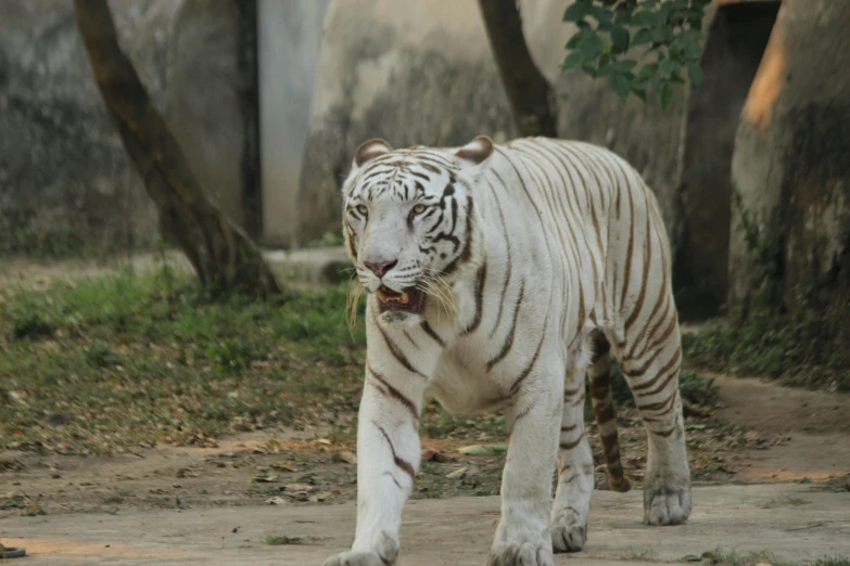 a white tiger walking across a dirt field, pexels contest winner, sangyeob park, calcutta, ready to eat, 🦩🪐🐞👩🏻🦳