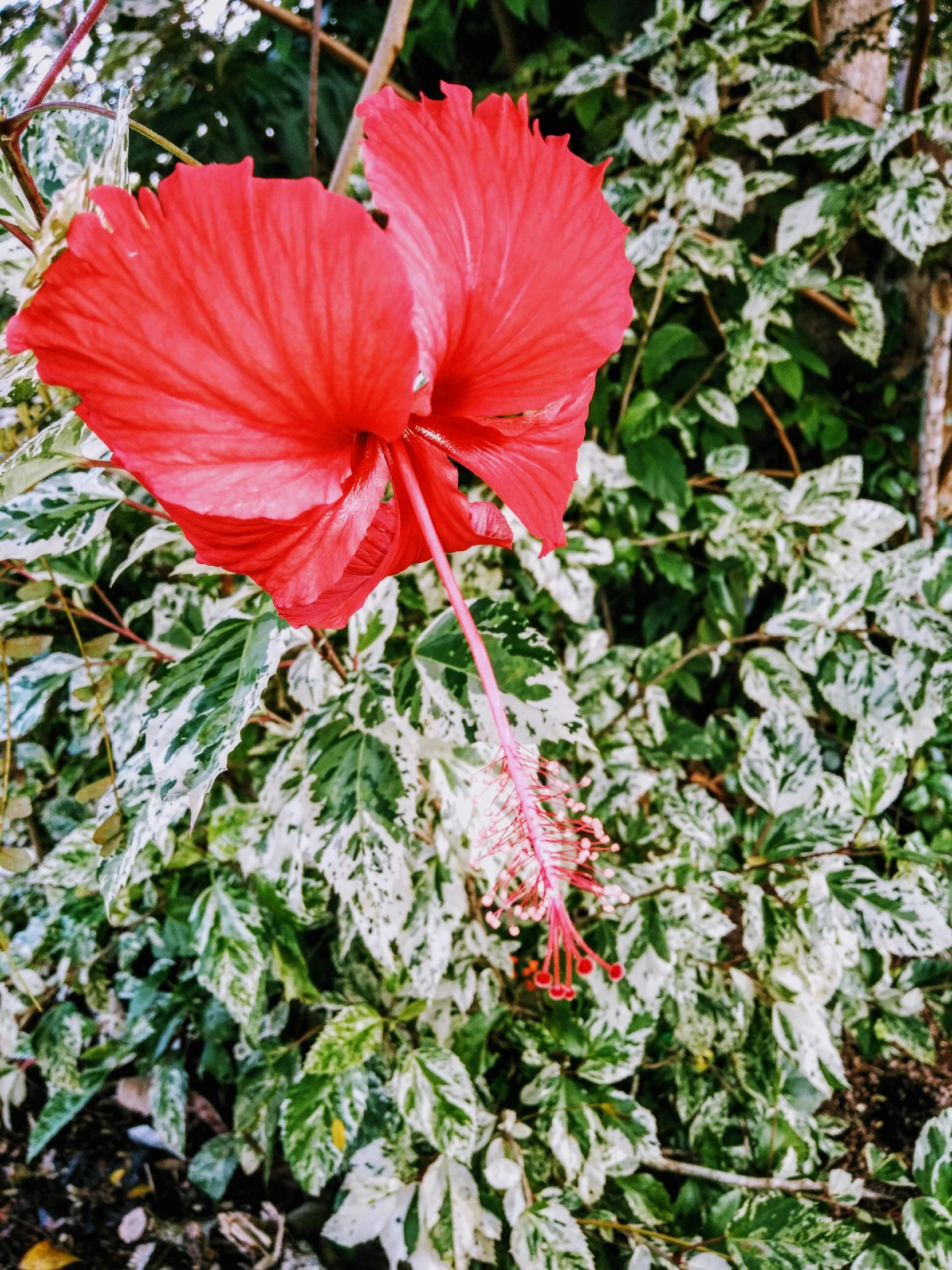 a red flower sitting on top of a lush green plant, a colorized photo, unsplash, hurufiyya, hibiscus, photo taken with an iphone, with a whitish, silver white red details