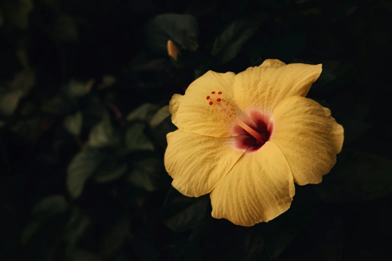 a close up of a yellow flower on a plant, trending on pexels, hurufiyya, hibiscus, dark setting, medium format, album