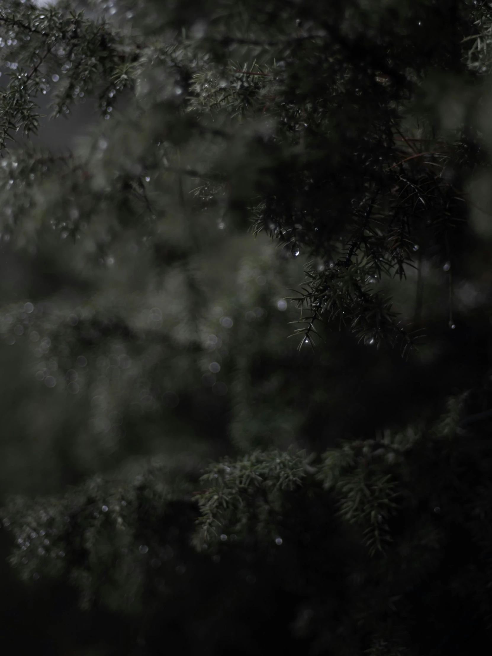 a man riding a snowboard down a snow covered slope, inspired by Elsa Bleda, dark pine trees, raining! nighttime, rain aesthetic, water droplets on lens