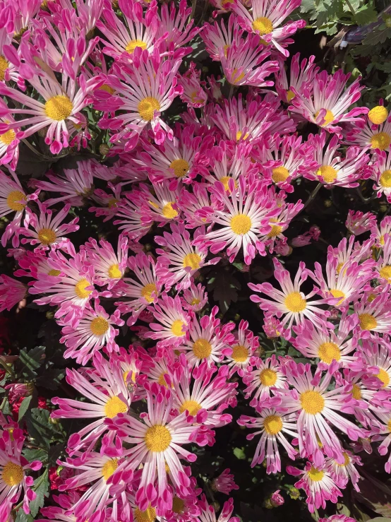 a close up of a bunch of pink flowers, chrysanthemums, slide show, promo image, 2 5 6 x 2 5 6 pixels