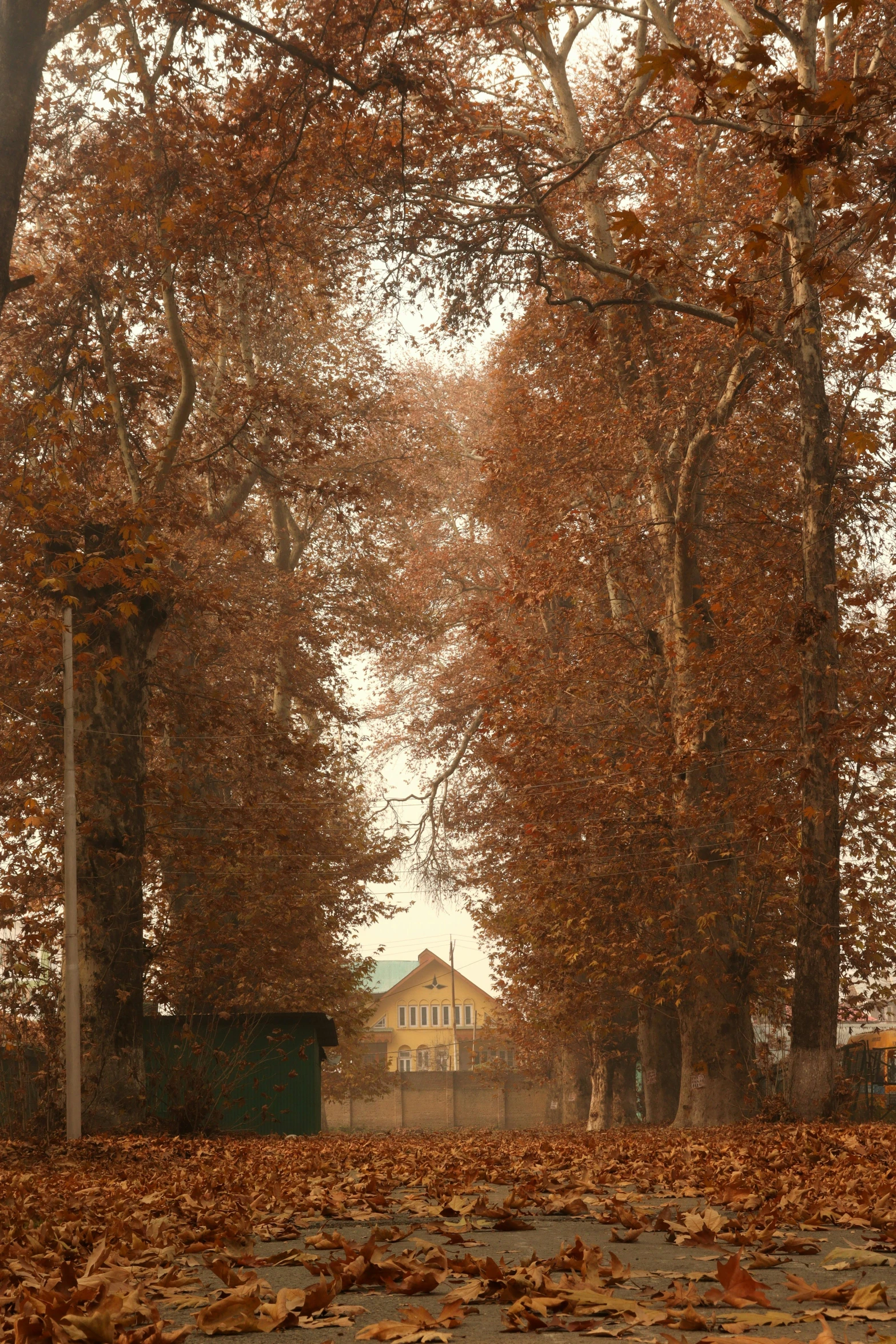 a red fire hydrant sitting on the side of a road, an album cover, inspired by Isaac Levitan, golden autumn, peaceful wooden mansion, tehran, camo