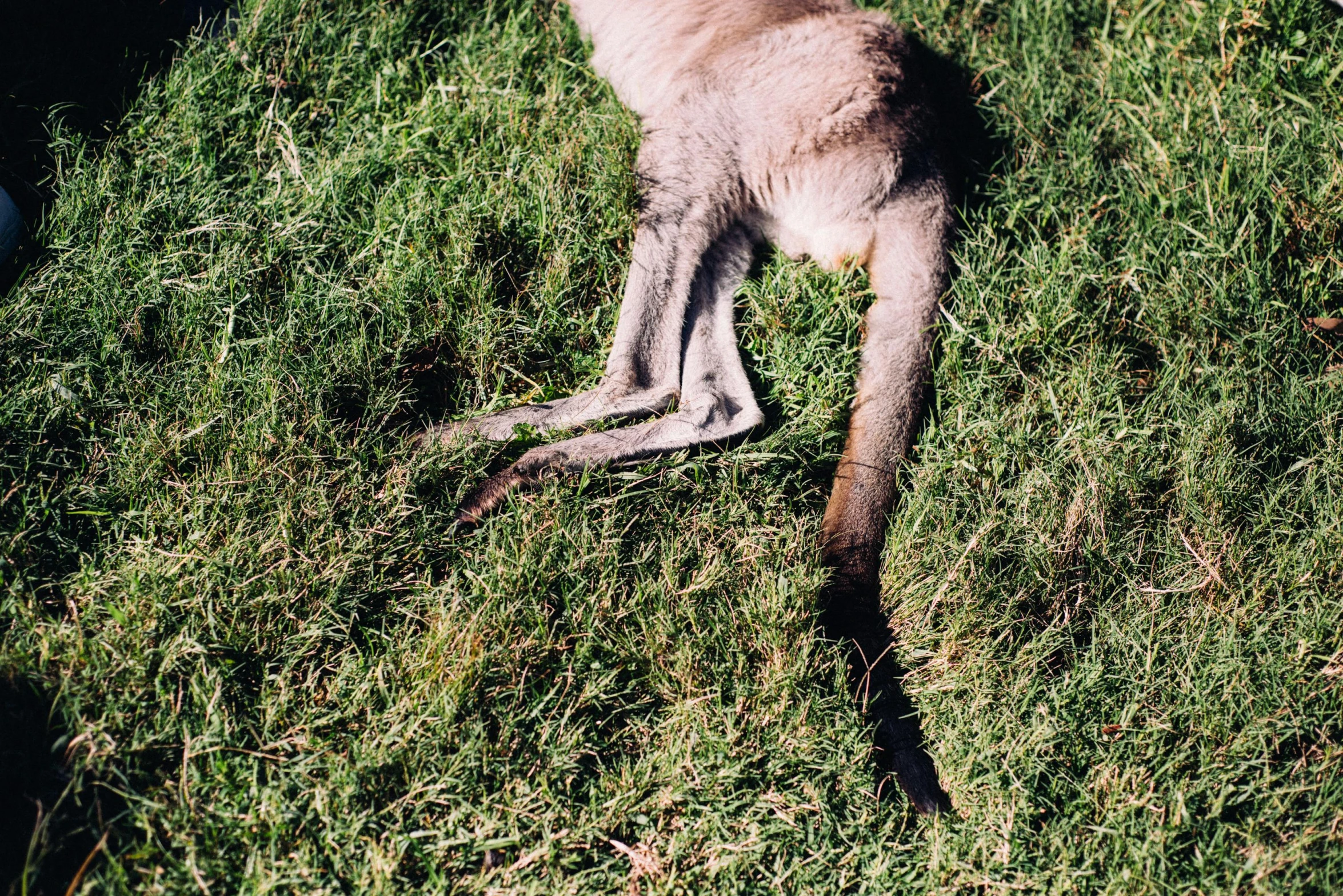 a kangaroo standing on top of a lush green field, by Ren Hang, hurufiyya, morning light showing injuries, monkey limbs, laying on the ground, in the australian outback
